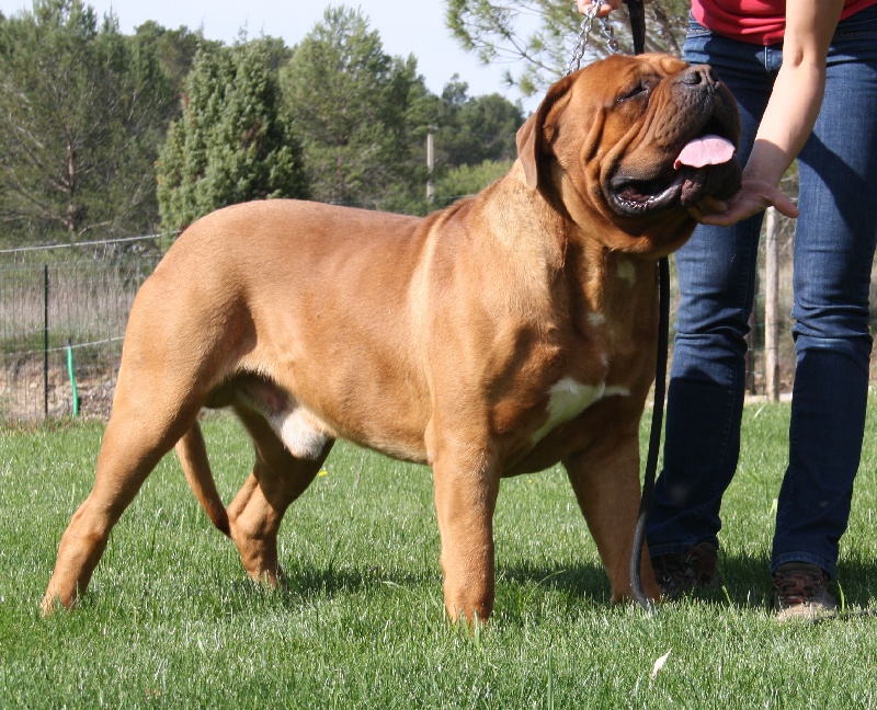 chiot Dogue de Bordeaux Des Dog's De Gaïadéra