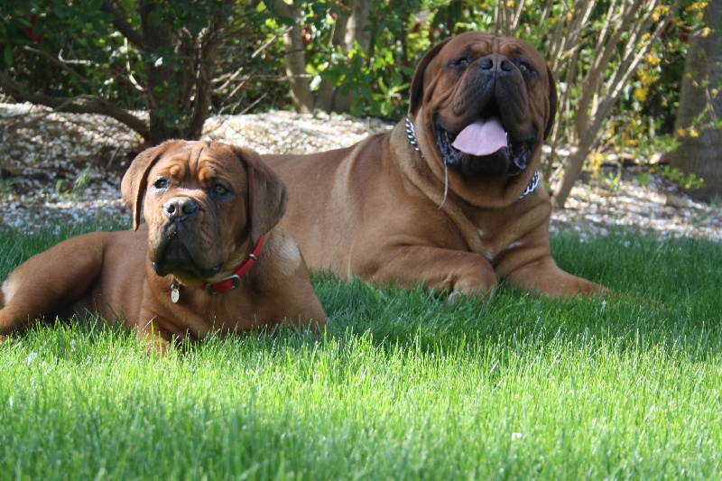 Des Dog's De Gaïadéra - Dogue de Bordeaux - Portée née le 28/05/2014